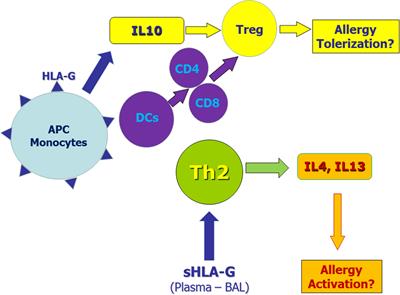 HLA-G in Allergy: Does It Play an Immunoregulatory Role?